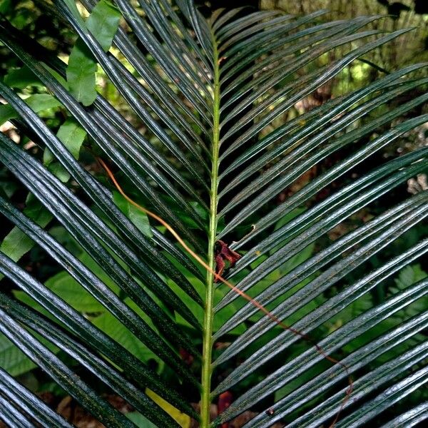 Cycas revoluta 葉