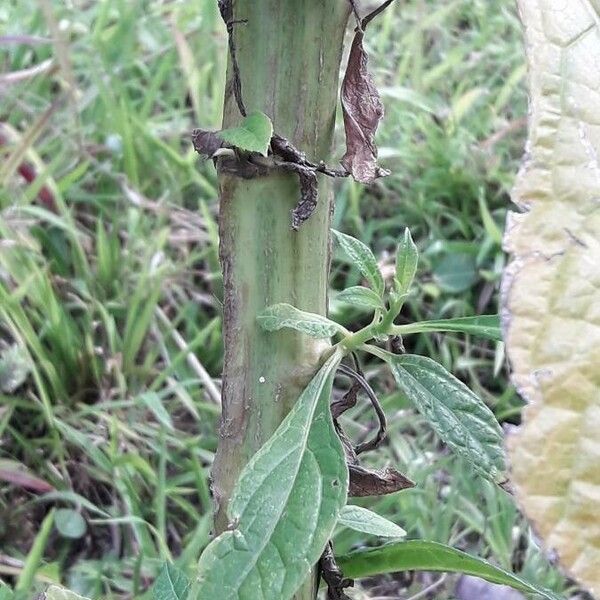 Neurolaena lobata Bark