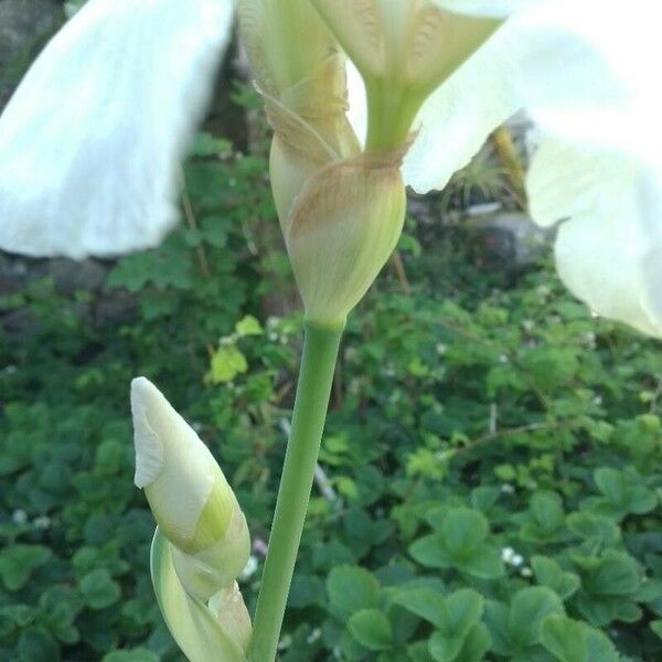 Iris albicans Flower