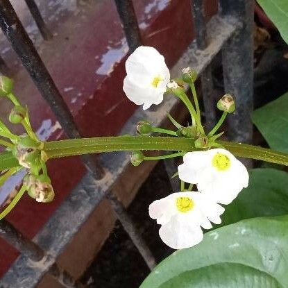 Aquarius palifolius Blomst