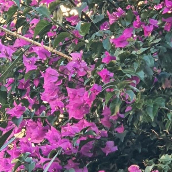 Bougainvillea glabra Цветок