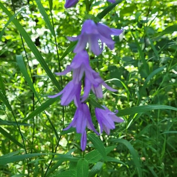 Campanula rapunculoides Flor