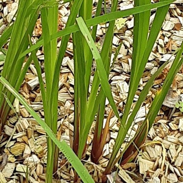 Acorus calamus পাতা