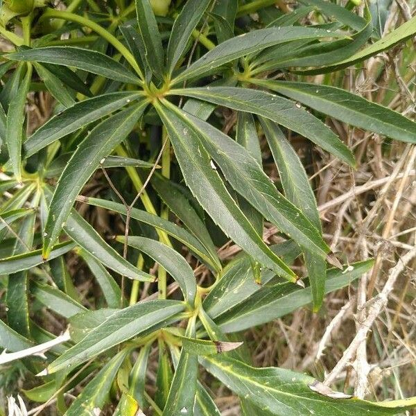 Helleborus foetidus Fulla