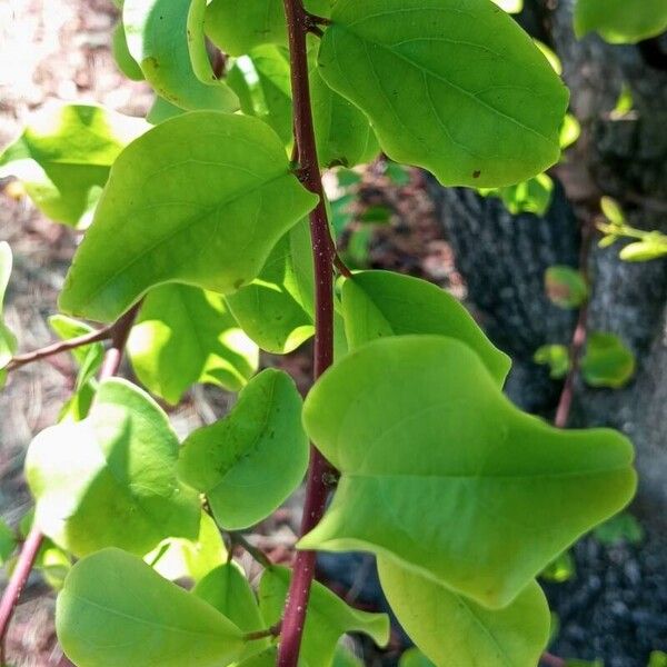 Ximenia americana Leht