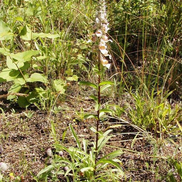 Digitalis lanata Φύλλο