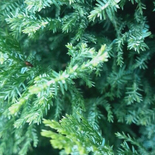 Chamaecyparis pisifera 葉