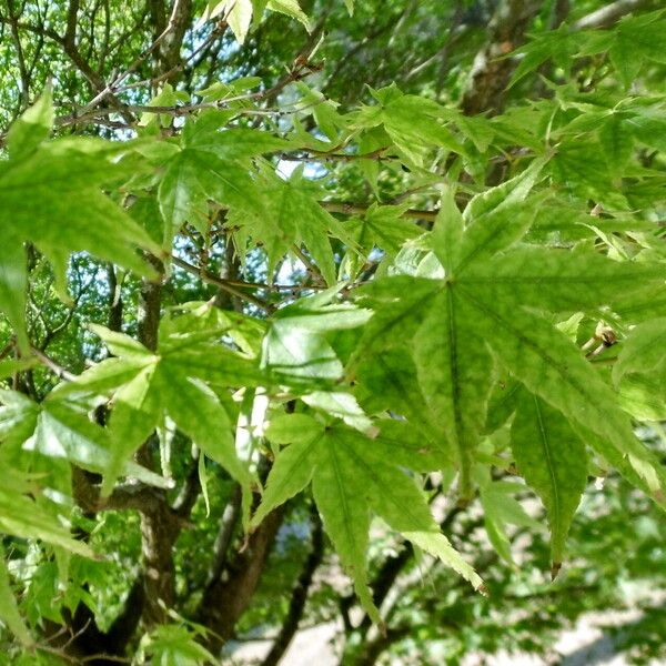 Acer palmatum 葉