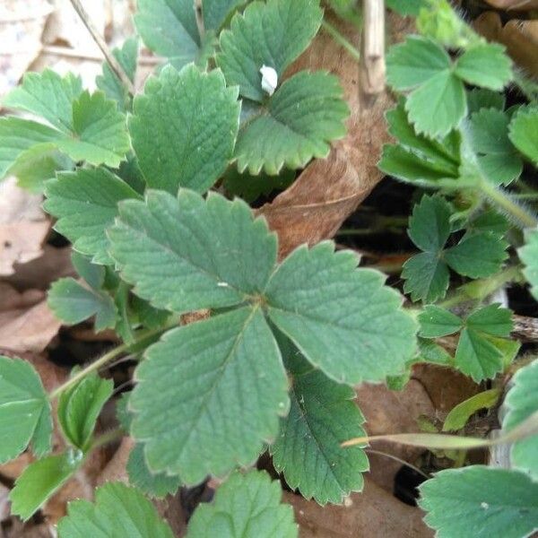 Potentilla pedata পাতা