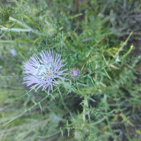 Galactites tomentosus Kukka