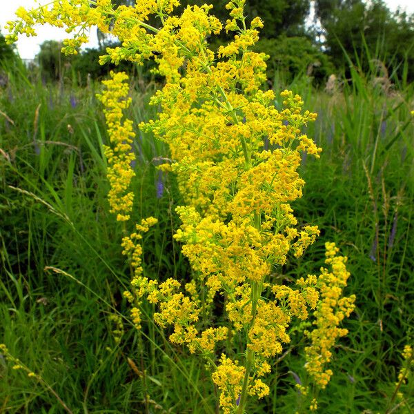 Galium verum Flower