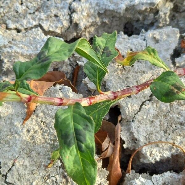 Persicaria maculosa ഇല