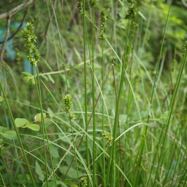 Carex muricata Hábito