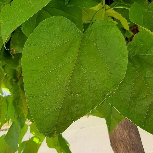 Catalpa speciosa Blatt