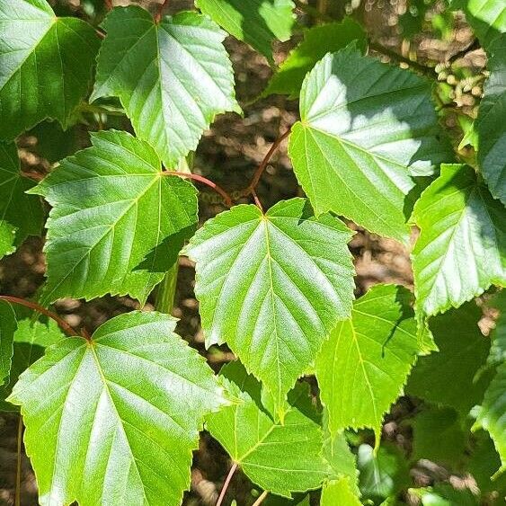 Acer morrisonense Leaf