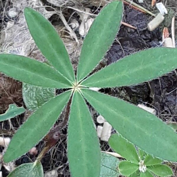 Lupinus polyphyllus Leaf