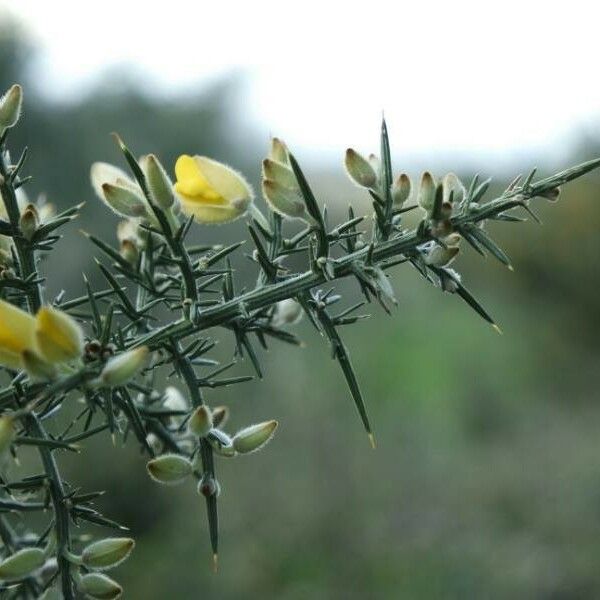 Ulex europaeus Blatt