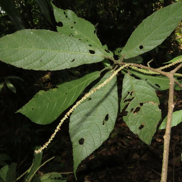 Acalypha diversifolia Blatt