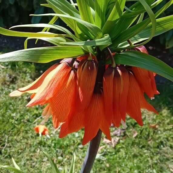 Fritillaria imperialis Flors