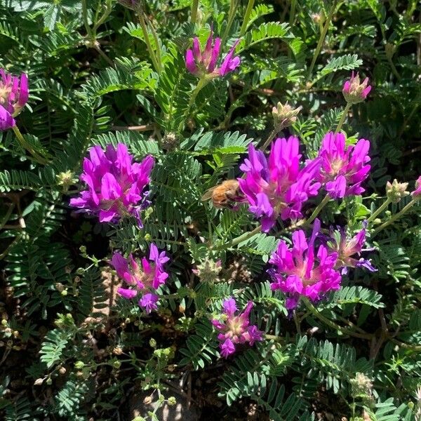 Astragalus onobrychis Flor