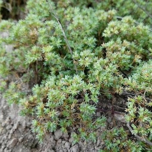 Scleranthus annuus Hábitos