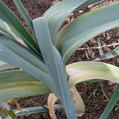 Allium ampeloprasum Habit