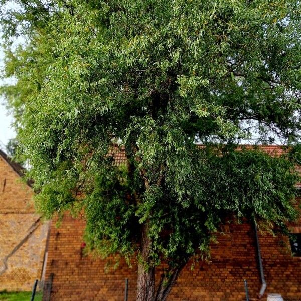 Salix babylonica Habit