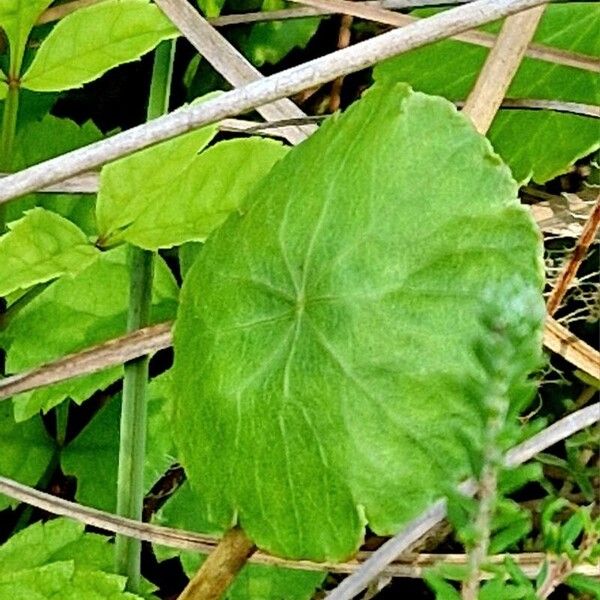 Hydrocotyle vulgaris List