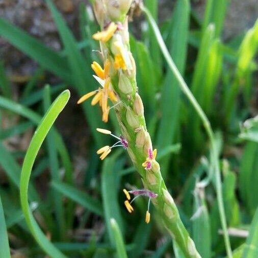 Stenotaphrum secundatum Flower