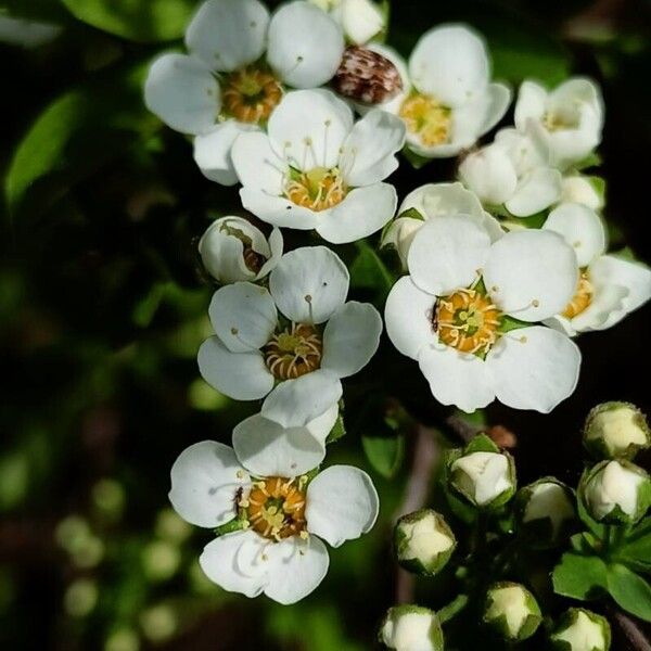 Spiraea hypericifolia Blomma