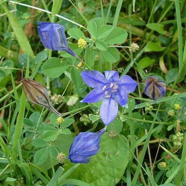 Triteleia laxa Kvet