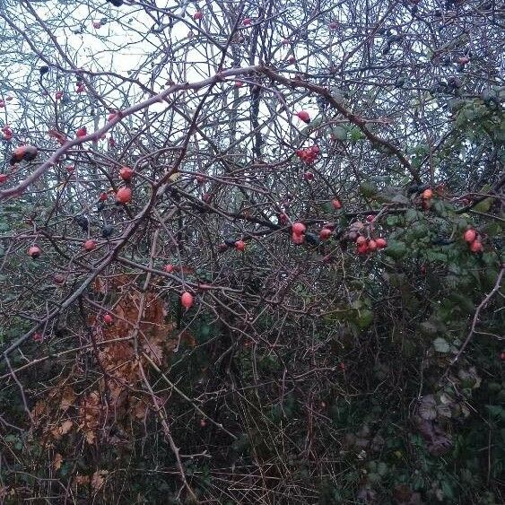 Rosa dumalis Natur