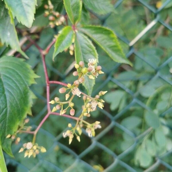 Parthenocissus inserta Vrucht