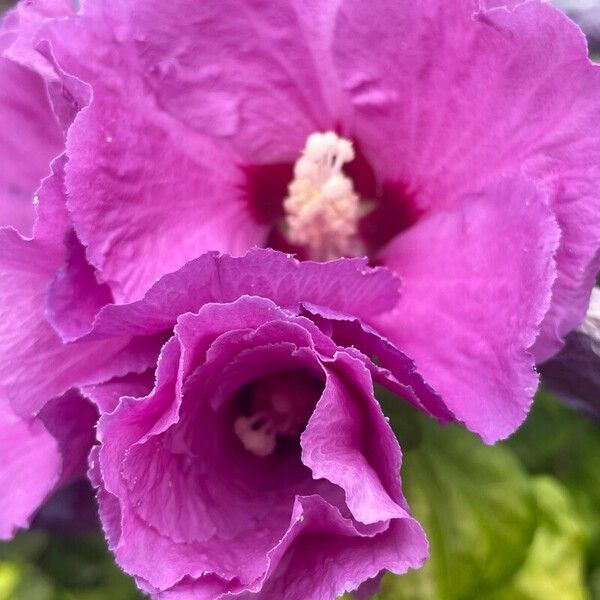 Hibiscus syriacus Flor