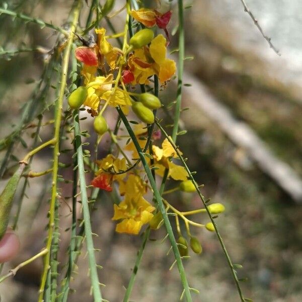 Parkinsonia aculeata 花