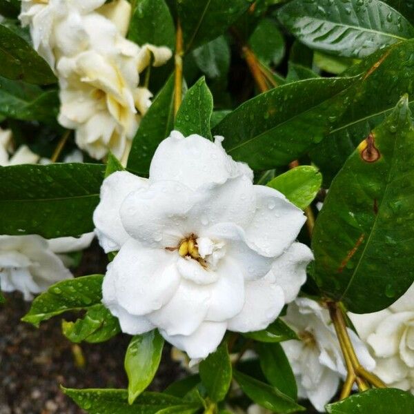 Gardenia jasminoides 花