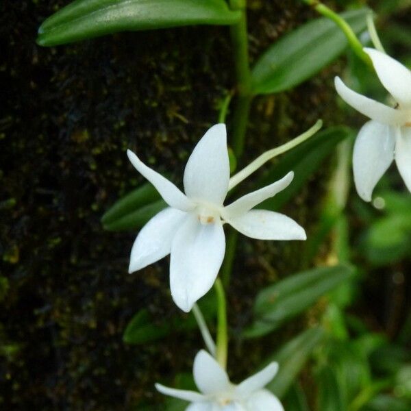 Angraecum ramosum Цветок