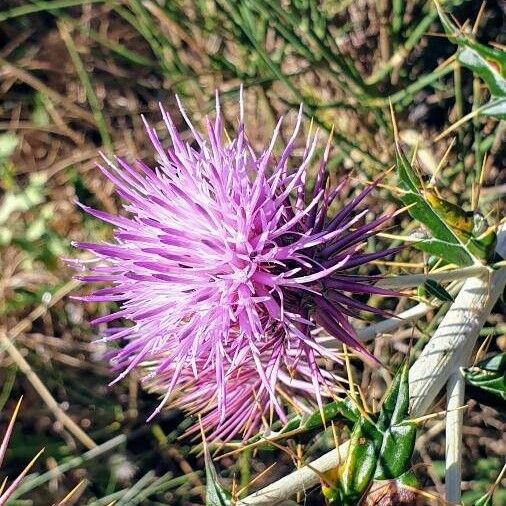 Cynara humilis Flor