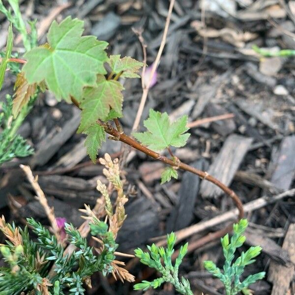 Acer glabrum Fuelha