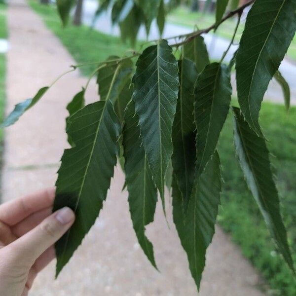 Quercus acutissima Folha