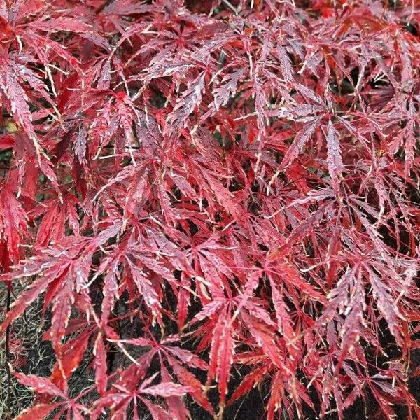 Acer palmatum Leaf