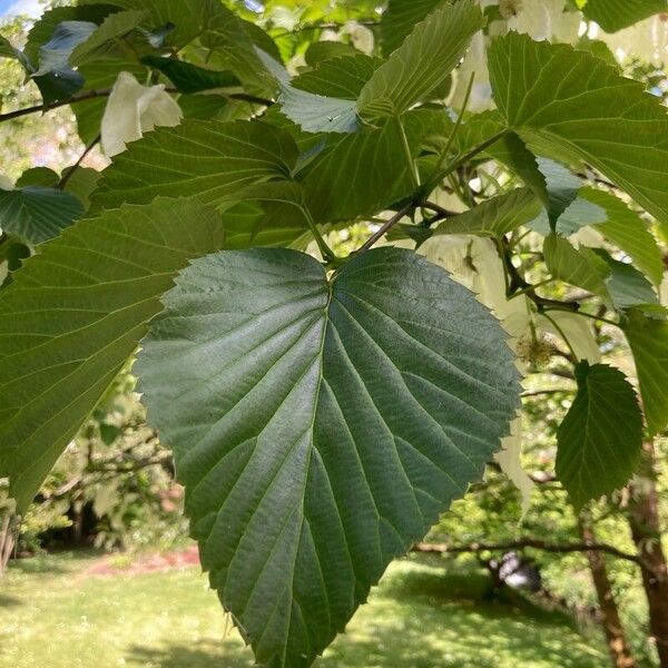 Davidia involucrata Folio