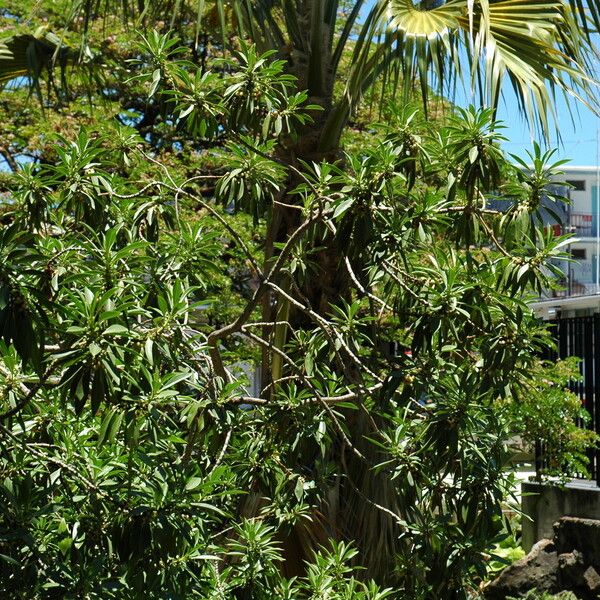 Myoporum sandwicense (Bastard-sandalwood)