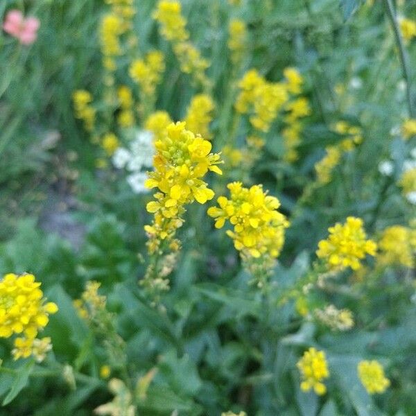 Sisymbrium austriacum 花