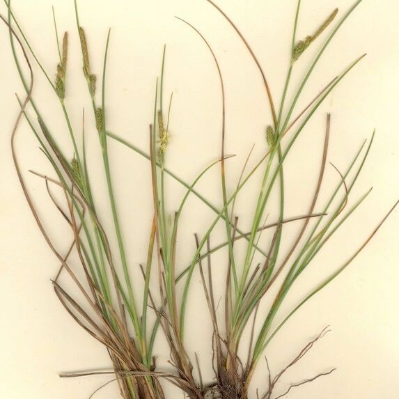 Carex extensa Habit