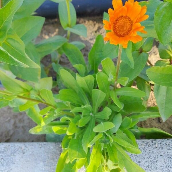 Calendula officinalis Habit