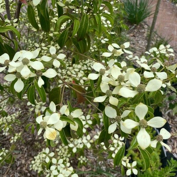 Cornus hongkongensis Цвят