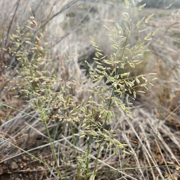 Eragrostis minor Цвят