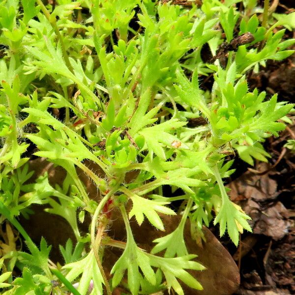 Saxifraga rosacea Leaf