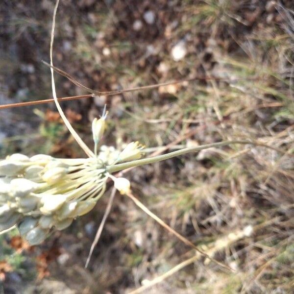 Allium flavum 花